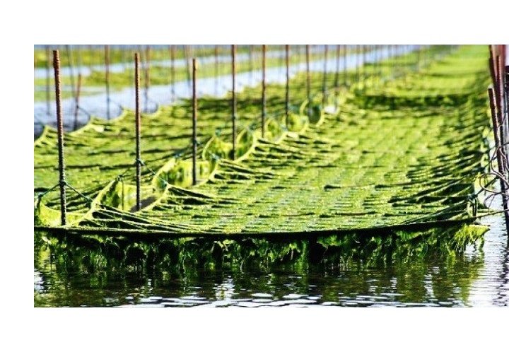 Seaweed Farming 